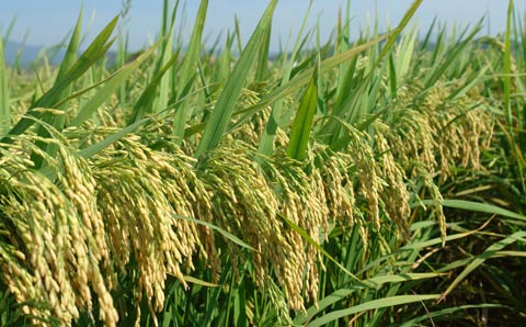 農業部到舒蘭調研水稻標準化生產情況